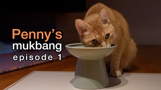 Penny the Ginger Cat | ASMR Mukbang | Episode 1
