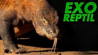 Exo Reptil - Lo Que NO Sabías del Dragón de Komodo