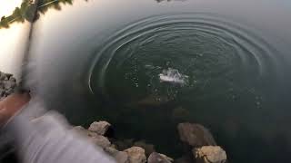 Striper fishing on The Sacramento River (jerk bait)