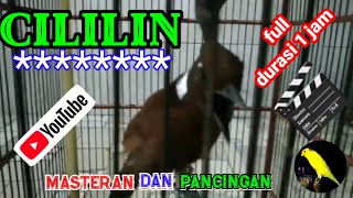 Cililin Gacor Masteran Dan Pancingan Durasi 1 Jam No Iklan Terbaru