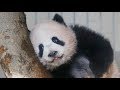 １８日に報道公開されたシャンシャン＝上野動物園 の動画、YouTube動画。