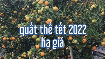 vườn quất thế đẹp đang bán hạ giá quất tết 2022 lh sdt trong vi deo