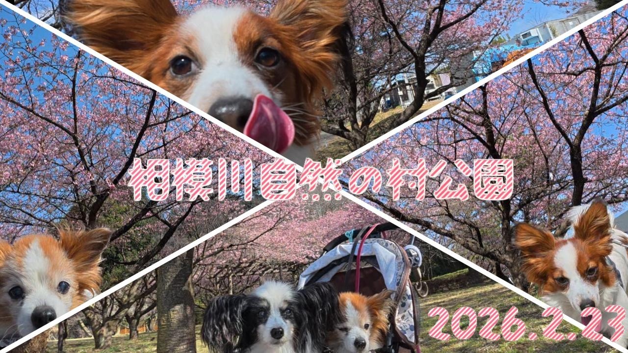 相模原の河津桜の穴場スポット！