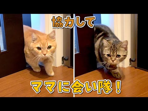 ふたりで協力して扉を開けてママに会いに来る猫が可愛すぎる！