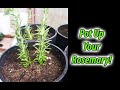 Potting Rosemary Cuttings 101 (2020)