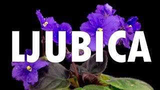 Ida Gamulin - Ljubica