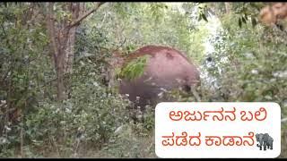 Download lagu #ಅರ್ಜುನನ_ಬಲಿ_ಪಡೆದ_ಕಾಡಾನೆ  || Arnjuna