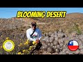 An unforgettable phenomenon in the worlds driest desert the atacama 