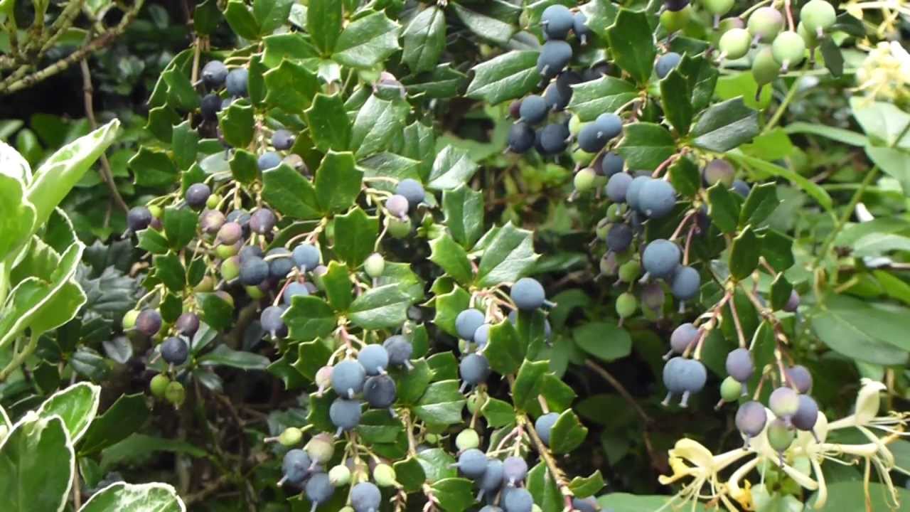 Berberis darwinii - Blábroddur -  Blá ber - Darwinsbroddur - Broddur - Garðplanta