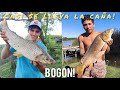 La CARPA con  Esteroides!💪 bogas y más. Pesca en ZARATE BsAs