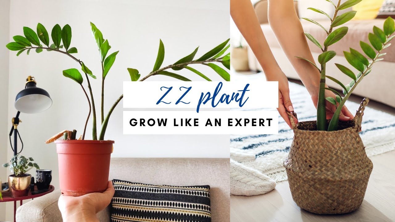ZZ plant Dark or low light rooms के लिए बेस्ट Complete Care Guide YouTube