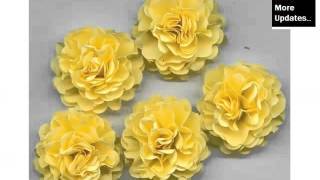 Yellow Carnation Flower | Combination Of Marvelous Carnation Flower Pictures