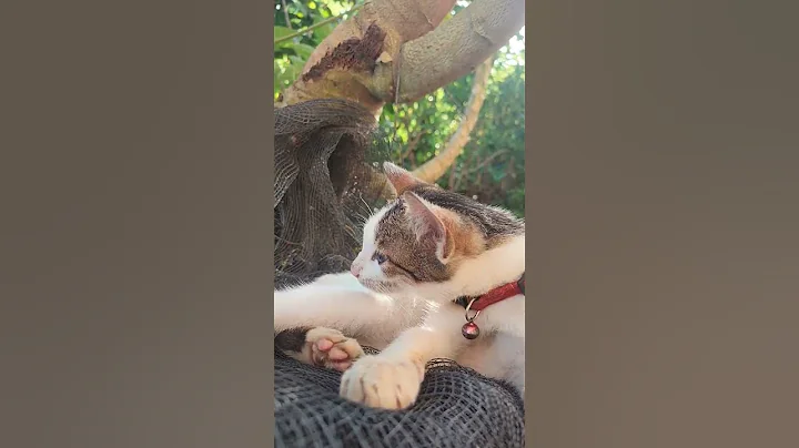 Video 9896551: cats kucing pets catlover, cats pet catlover cutecat, pets cutecat funny kucing, cute catlover pets cats