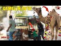 Camel In Auto - Cow Mandi Prank 2024@NewTalentOfficial