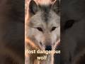 most dangerous wolf in the world #shorts