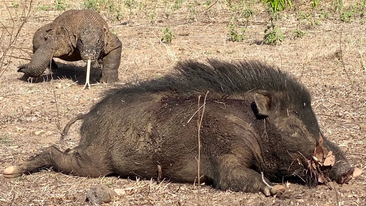 Surprised 😮 Angry The Dragons Suddenly Come from Behind & Ambushed the sleeping pig!!