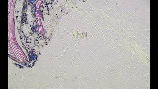 Nikon & MMI CellCut Fun