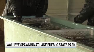 Walleye spawning at Lake Pueblo State Park
