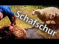 Wie schere ich meine Schafe? 🐑 Schafschur 🐏 Schafhaltung