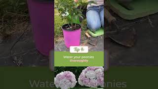 How to Plant and Grow Peonies #kellylehman #peonies #peony