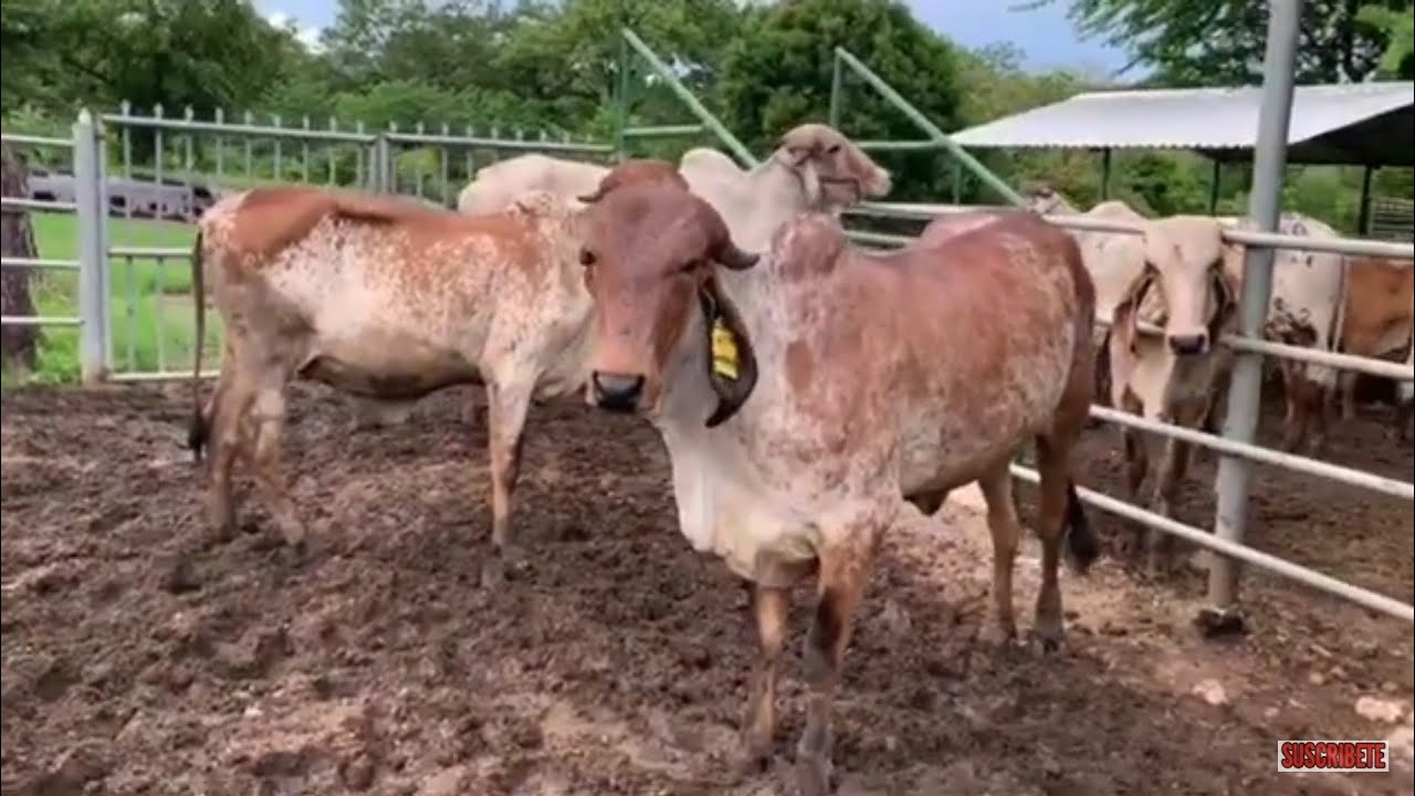Nuevo lote de Ganado el salvador en el campo YouTube