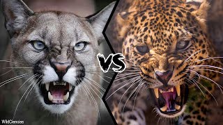 COUGAR VS LEOPARD  Who will win this battle?