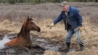 馬が沼にすっぽりと……45分かけて救出　カナダ・アルバータ州