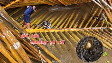 Tát ao rắn bắt hết cá trê | nước ngập và gió lớn làm sập chuồng gà | Hải Đăng vlog