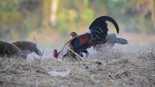 ไก่ป่า (ตุ้มหูขาว)/Red Junglefowl (Gallus gallus gallus)