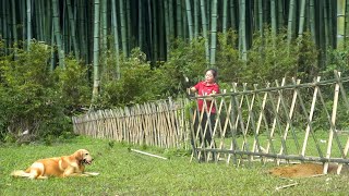 Build bamboo fence around the farm - Avoid the destruction of animals - New Life | Đào Daily Farm