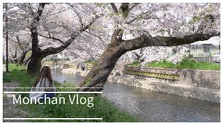 Vlog【愛知県 岩倉市 五条川 桜 】桜並木を歩く | おしゃれタイムスリップカフェ でまったり