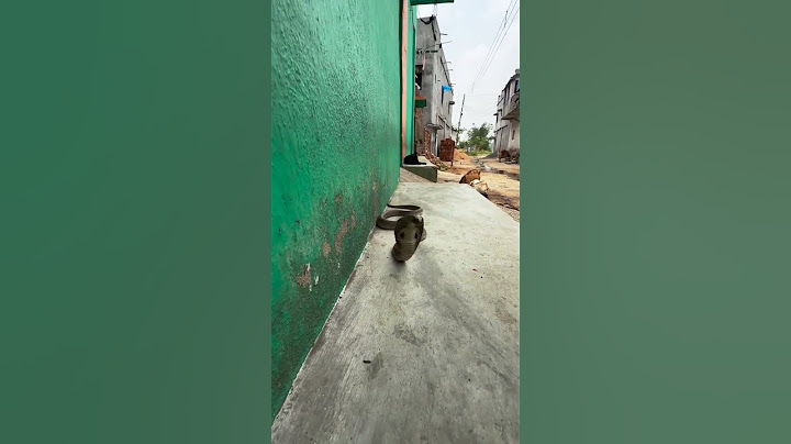 “Cobra Spotted Slithering in Front of the House!”
