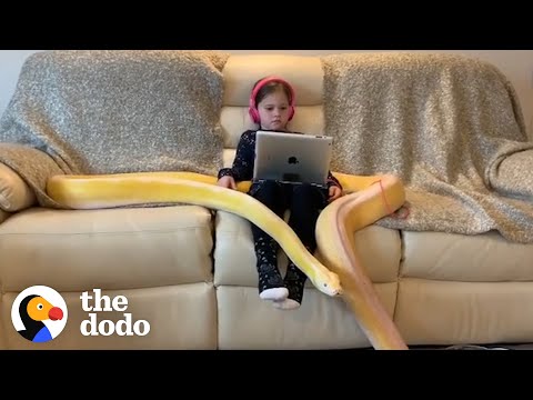 Little Girl Has Tea Parties With Her 16-Foot Python | The Dodo