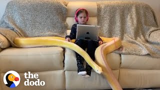 Little Girl Has Tea Parties With Her 16Foot Python | The Dodo