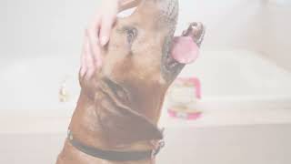 PETCODE SOOTHING HYPOALLERGENIC SHAMPOO