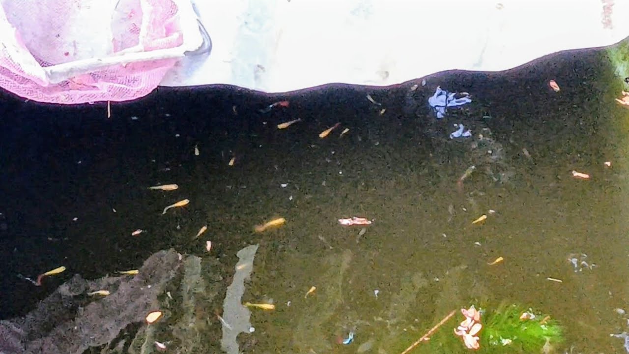 My Bathtub Turned Into a Guppy Pond?! 🐟🛁