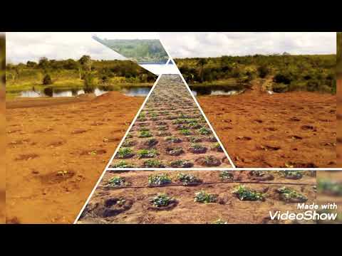 Video: Kupanda Maua Katika Masika – Kupanda Mbegu za Maua Katika Vuli