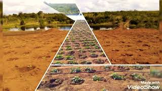 HIZI NDIO MBOLEA ZINAZOHITAJIKA KATIKA ZAO LA TIKITI MAJI KUANZIA HATUA YA AWALI HADI MATUNDA.