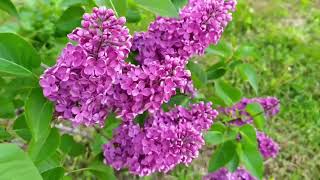 The lilac has blossomed. May 2024.🌹