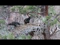 Bald Eagle Chick Takes Flight at Smith Rock! (Week 12 Nest Update)