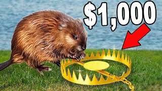 Cheap Vs Expensive MUSKRAT Trapping!