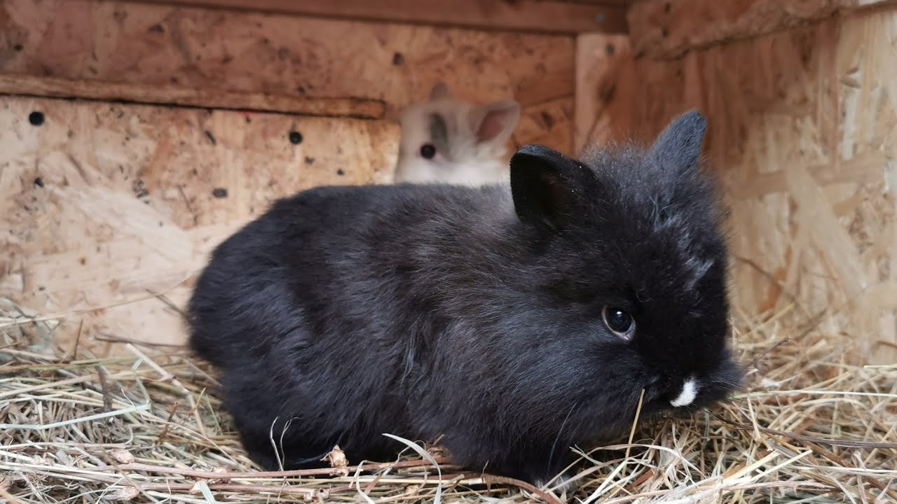 Mi-am luat 2 iepurași cap de leu pitic  🐰