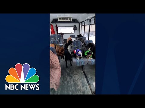 Watch: alaskan puppy bus goes viral on social media