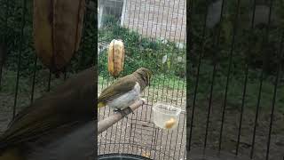 cucak Wilis betina memanggil jantan