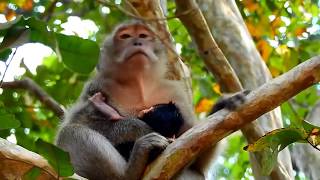 Great video of monkey family, Kind Jane family looks adorable and friendly