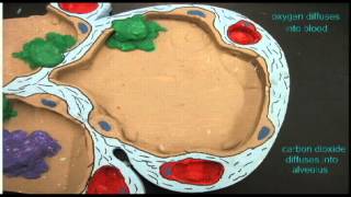 AP2 EXAM 2: TYPE 1 CELLS IN ALVEOLI.avi