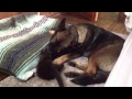 Adorable Kitten vs German Shepherd