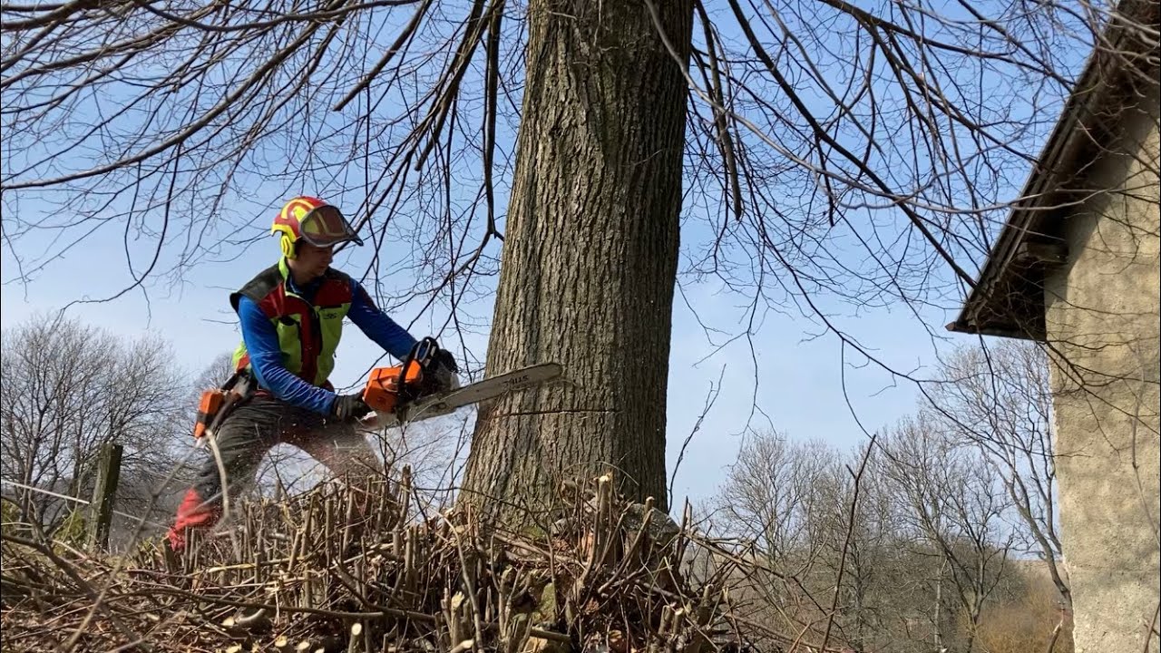 Kácení Lípy nahlé na dům/ MS 500i/ Lime tree removal/ 15t hydraulic jack