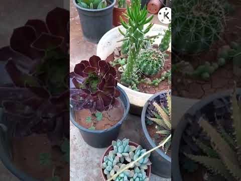هل الصبار يجلب النحس زراعة أفكار زراعية زراعة منزلية