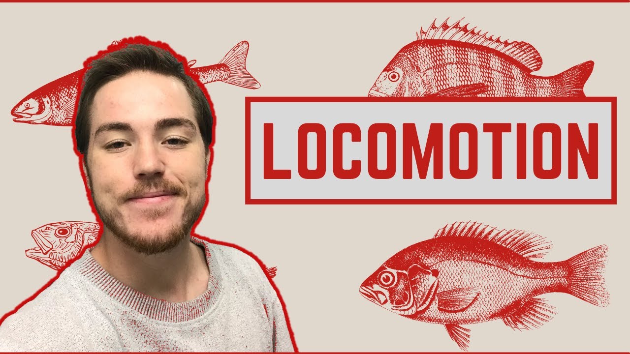 Ichthyology Lesson 5 - Fish Locomotion